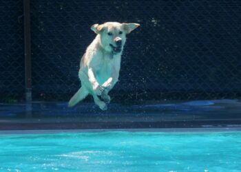 Fun Events for humans and furry friends on Live in the D