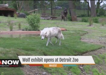 New wolf exhibit at the Detroit Zoo