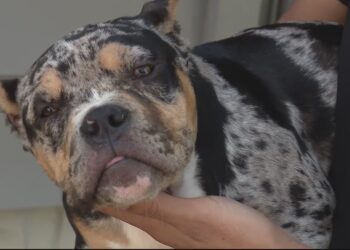 Puppy taken by Amazon driver 4 days ago returned to owner
