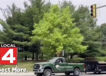 Neighbors concerned over possible leak impacting trees in Ann Arbor