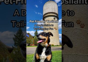 Pet-Friendly Ypsilanti: A Dog's Guide to Tail-Wagging Fun #shorts #petfriendly #Dogs #travel