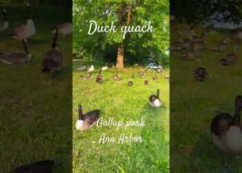 Gallup park| Ann Arbor#fun #entertainment #nature