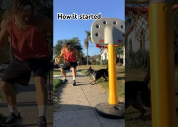 Cattle Dog plays basketball better than most people #dog #basketball #mansbestfriend