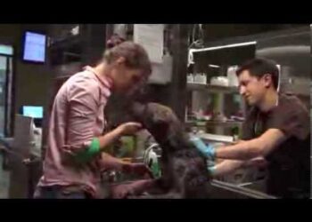 beautiful story about the rescue stray dog people with big