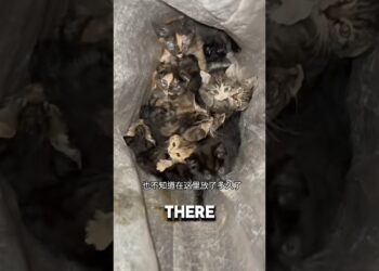 Woman Found Bag Of Kittens Outside Her Door ❤️#kitten #catshorts #catlover