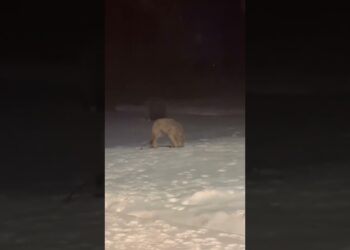 Dogs Realize They Were Playing With A Wolf in Backyard
