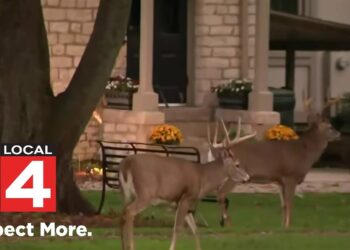 Deer overpopulation sparks heated debate in Metro Detroit community