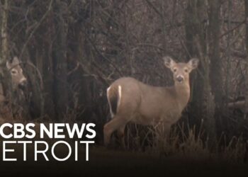 Farmington Hills to discuss deer population; NBA playoff hurdle for Pistons; and more top stories