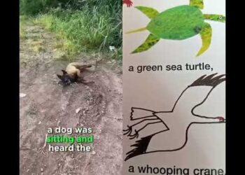 The dog saved the boy from dirty water #annarbor #duet #funny