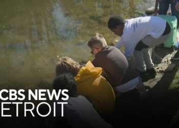 Metro Detroit students release salmon they raised into Rouge River