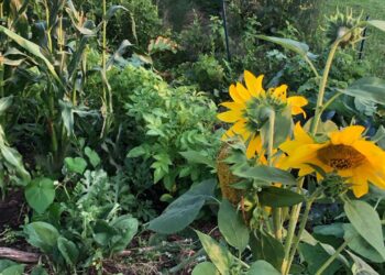 Community Gardening in Ann Arbor