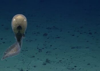 UNREAL WATERS | The Most Amazing Marine Wonders