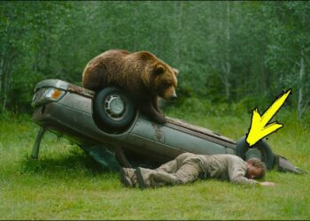 Мужчина попал в аварию. Медведь увидел его и совершил Немыслимое!