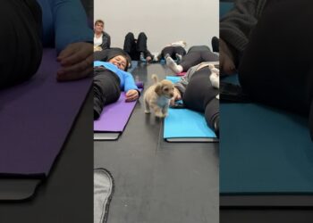 One puppy nailed the chill vibes, the other’s running laps—classic yoga moods! Which one are you?