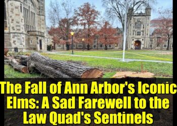 The Fall of Ann Arbor's Iconic Elms: A Sad Farewell to the Law Quad's Sentinels
