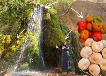 Esmat picking pumpkins and tomatoes in the Zagros Mountains 🍆🍅🏔️