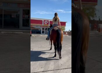 10/10 recommend #horseriding #westernstyle #mule #sisters #slushie #baymare