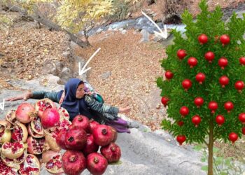 Esmat picking pomegranates in the Zagros Mountains 🍏🏔️