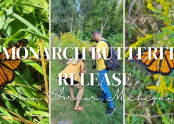 12th Annual Monarch Butterfly Release at the Leslie Science & Nature Center , Ann Arbor Michigan
