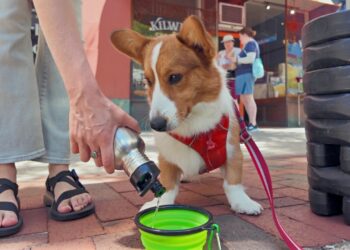 Can You Bring a Dog to Ann Arbor Art Fair?! We Tried.