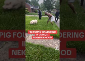 PIG CHASED by police and residents in Detroit neighborhood